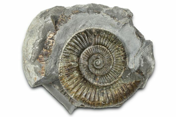 Jurassic Ammonite (Dactylioceras) Fossil - England #362478